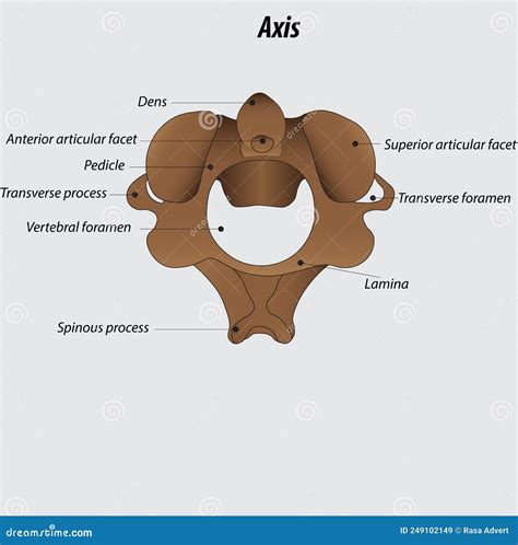 Axis And Atlas Vertebrae Labeled