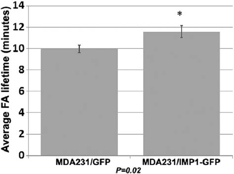 IMP1/ZBP1 expression reduces turnover of focal adhesions. IMP1/ZBP1... | Download Scientific Diagram