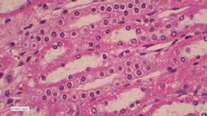 Simple Cuboidal Epithelium Slides | Ward's Science