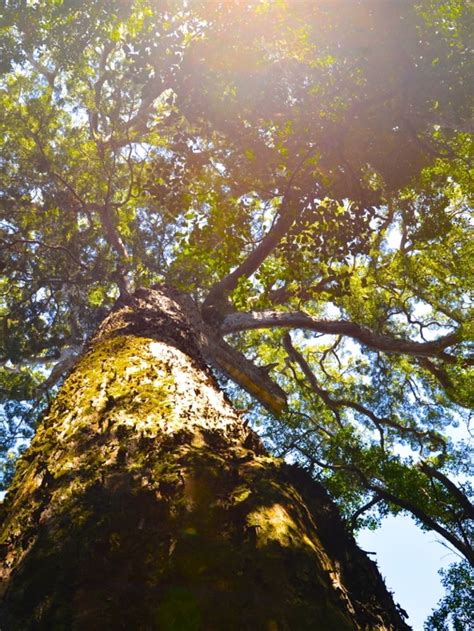 South African National Tree Yellowwood