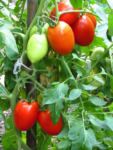 Roma Tomatoes Plants | Roma' tomatoes | Vegetable Plants & Fruits | Pinterest | Planting ...