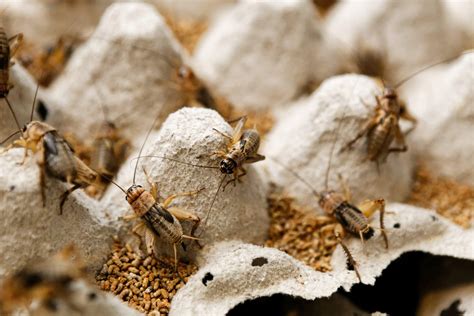 How To Store Feeder Crickets | Storables