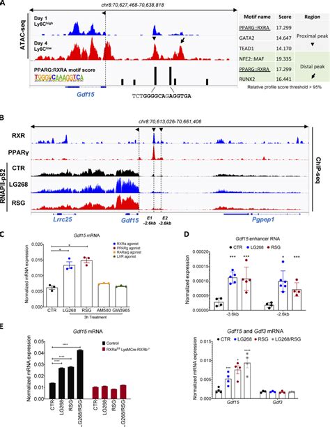 Gdf15 is a PPARγ and RXRα regulated gene. (A) Identification of PPARγ... | Download Scientific ...