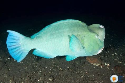 Green Humphead Parrotfish | A Weird Fish With A Hump