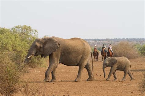 Limpopo Safaris | Horse Riding Holidays Botswana | Zaras