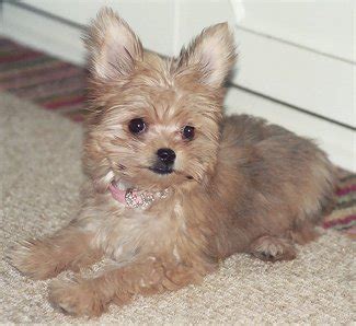 Chorkie (Yorkie-Chihuahua mix) Info, Temperament, Puppies, Pictures