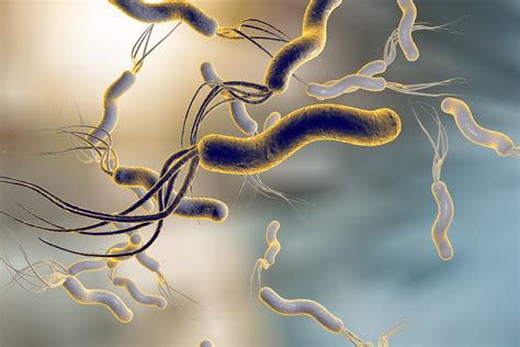 Analysing resistance to antibiotics of Helicobacter pylori infection - campusa-magazine - UPV/EHU