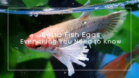 Betta Fish Eggs: Everything You Need to Know (15+ Fun Facts)