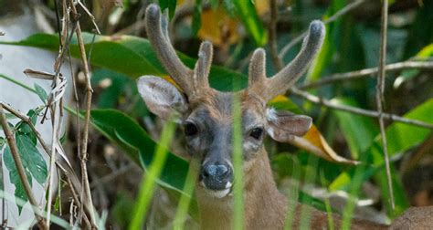 Distribution and Diversity of Mammals - Panama Wildlife Conservation