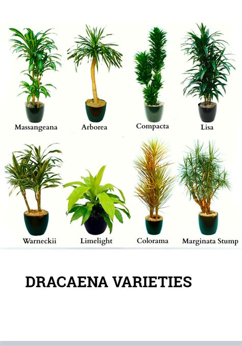 How Dracaena Varieties Made My Friend’s Life a Fairytale