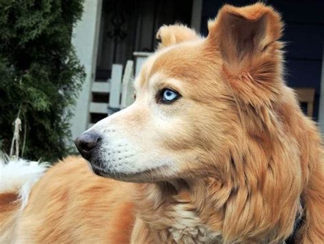 Golden Retriever Husky Mix – Meet the Beloved Goberian - My Dog's Name