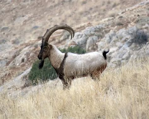 Wild Goat - Facts, Diet, Habitat & Pictures on Animalia.bio