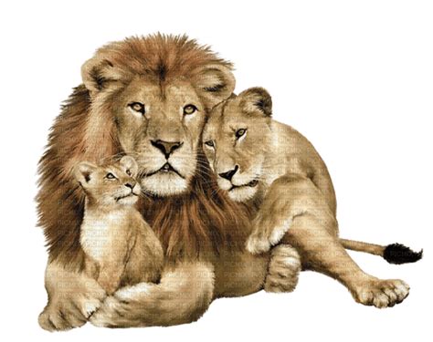 Familia de leones, león , animales - Free PNG - PicMix