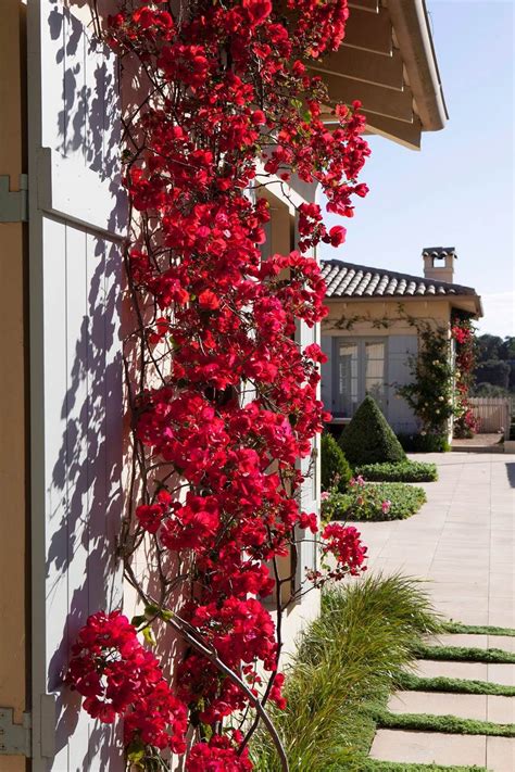 Climbing Plants: 8 Fast Growing Creepers And Vines | Climbing plants trellis, Wall climbing ...