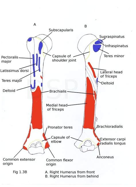 muscles of forearm origin and insertion - Google 검색