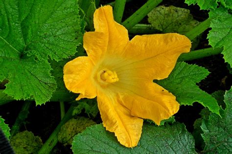 Cucumber Flower Yellow - Free photo on Pixabay - Pixabay