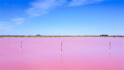 All About the Salt Marshes in Aigues-Mortes • La Comédie de Vanneau