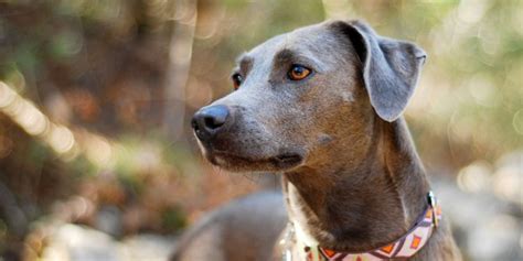 10 Things You Didn’t Know About the Texas Blue Lacy