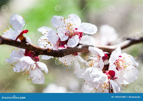 Apricot tree flowers stock photo. Image of deciduous - 149331086