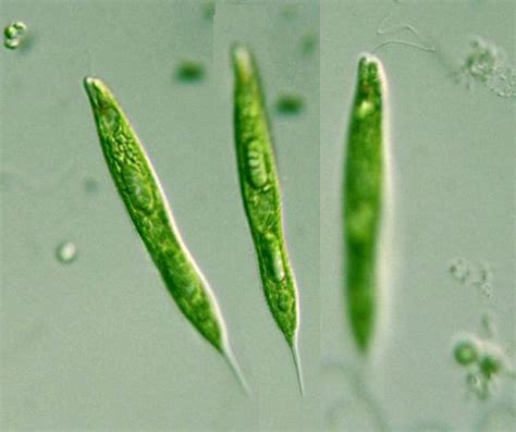 Protist Images: Euglena tripteris