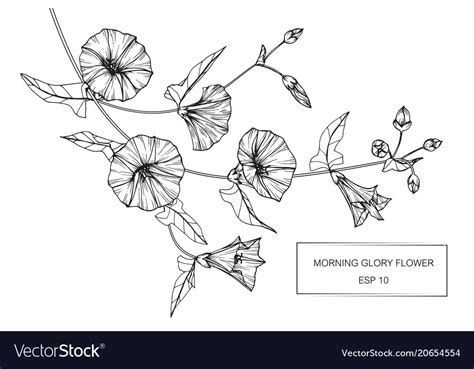 Morning glory flower drawing Royalty Free Vector Image