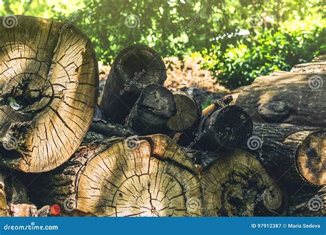 Pile of huge timber logs stock image. Image of forest - 97912387