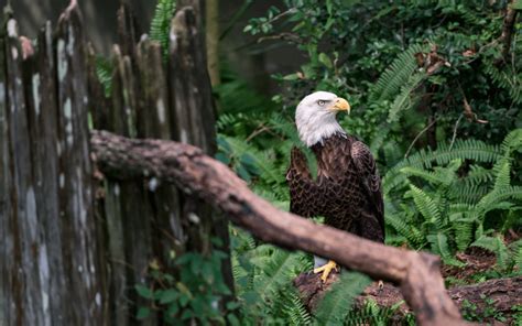 Texas Threatened, Endangered, and Protected Animals | Campfire Collective