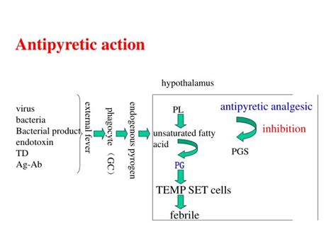 PPT - ??????? Antipyretic analgesic and anti-inflammatory drugs PowerPoint Presentation - ID:161608