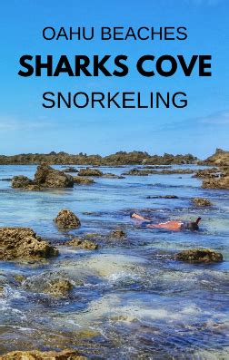 Shark's Cove Snorkeling Rental Prices 2017 :: north shore snorkeling. oahu hawaii.