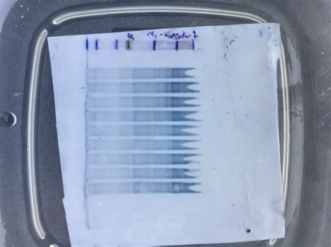 Question regarding the membrane of my western blot | ResearchGate