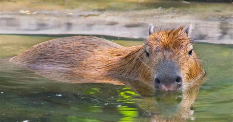 Why Capybara Was Once Considered A Fish