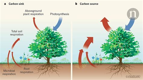 Hyperactive soil microbes might weaken the terrestrial carbon sink