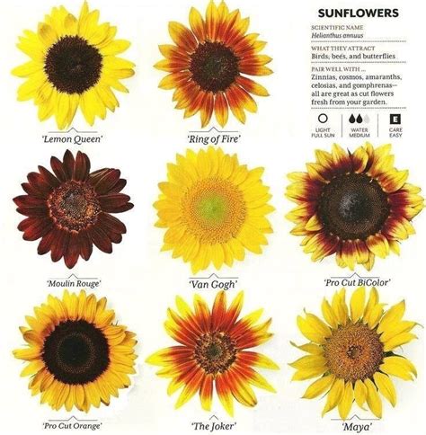 Sunflower Types And Varieties