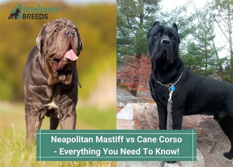 Neapolitan Mastiff vs Cane Corso – Everything You Need To Know! (2024)