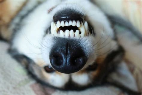 How Many Teeth Do Dogs Have? | Memphis Vets