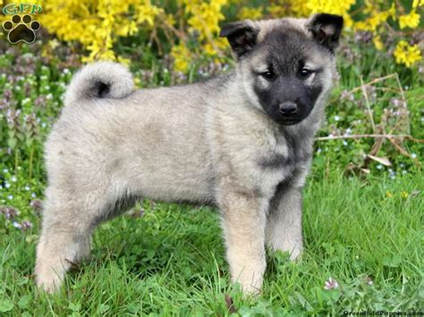 Keeshond Mix Puppies For Sale | Greenfield Puppies