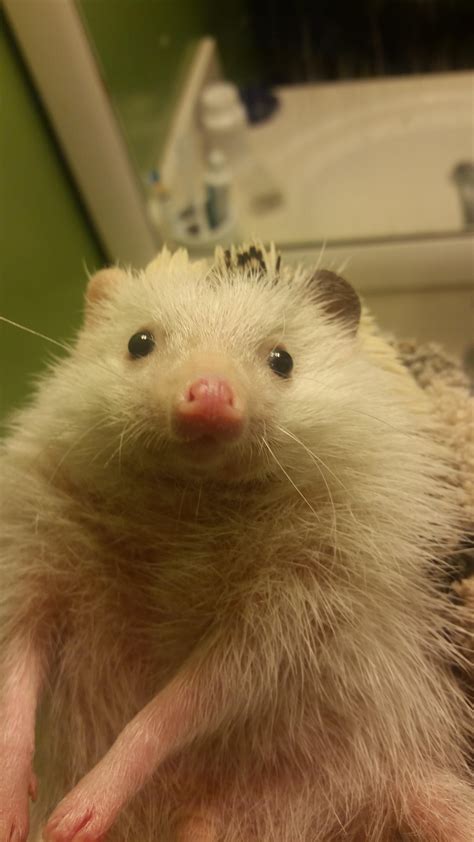 Done with bath time! : r/Hedgehog