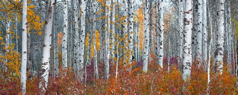 Washington Birch Tree Panoramic Fine Art Photo Print | Photos by Joseph ...