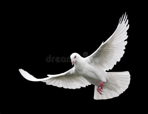 White Dove in Flight 6 stock photo. Image of soaring, free - 1585884