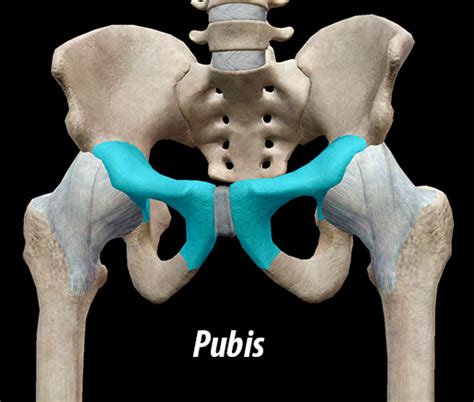 sorpresa Fusión creer 3d hip anatomy Hambre Estar satisfecho Sucediendo