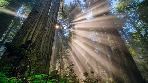 forest, Trees, Redwood Wallpapers HD / Desktop and Mobile Backgrounds