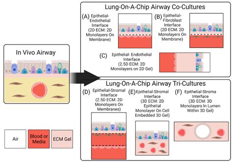 Interfaces and Dimensions of Lung-On-A-Chip Devices. Lung-on-a-chip... | Download Scientific Diagram