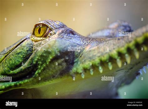 Gavial with open mouth and teeth. Gharial eye detail and skin from ...