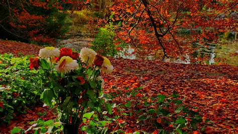 Free download Fall Flowers Wallpapers [1920x1200] for your Desktop, Mobile & Tablet | Explore 63 ...