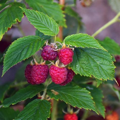 Large Raspberry Bare Root Plants for Sale Online | Royalty – Easy To Grow Bulbs