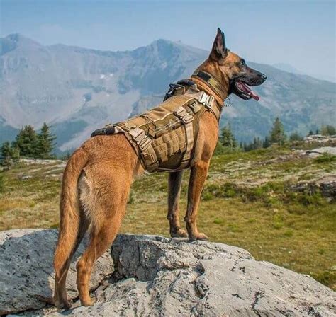 100 Army Dog Names | The Paws | Army dogs, Dog names, Military dogs