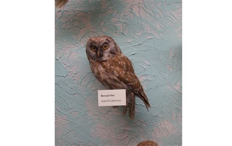 BOREAL OWL – Birds of Nebraska – Online