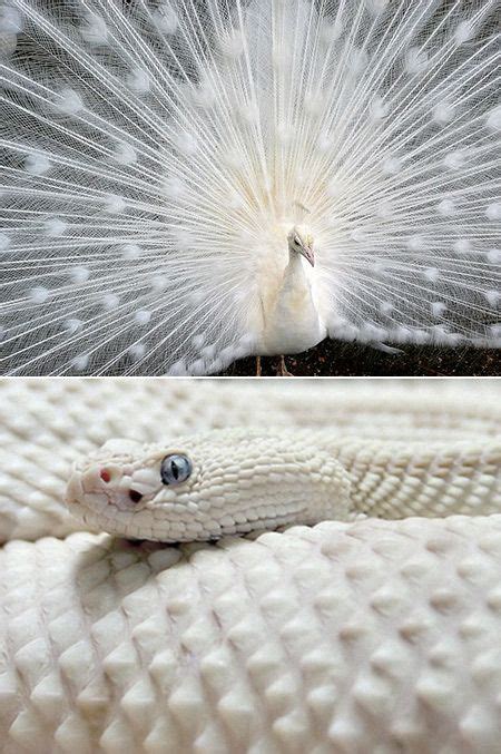 25 Rarely Seen All-White (Albino) Animals Captured by Photographers - TechEBlog | Albino animals ...