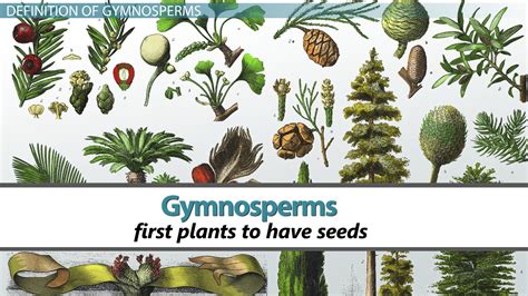 Gymnosperms: Characteristics, Definition & Types - Video & Lesson Transcript | Study.com