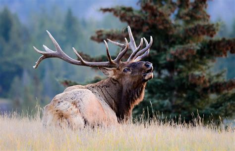 Arizona elk poaching case unsolved; $6,500 reward for tips | The Daily Courier | Prescott, AZ